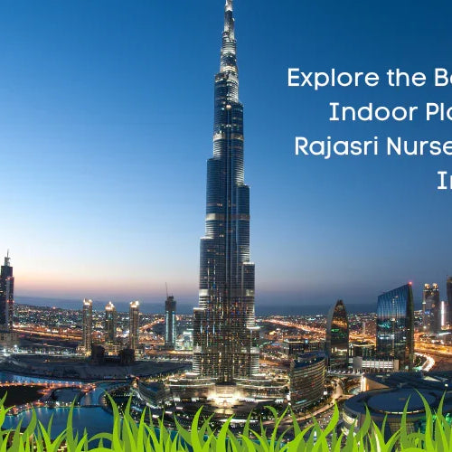 outdoor plants online Dubai