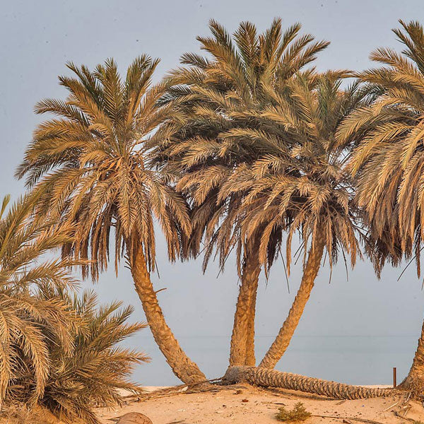 Top 10 Heat-Resistant Trees for Landscaping Projects in Saudi Arabia, Qatar & UAE