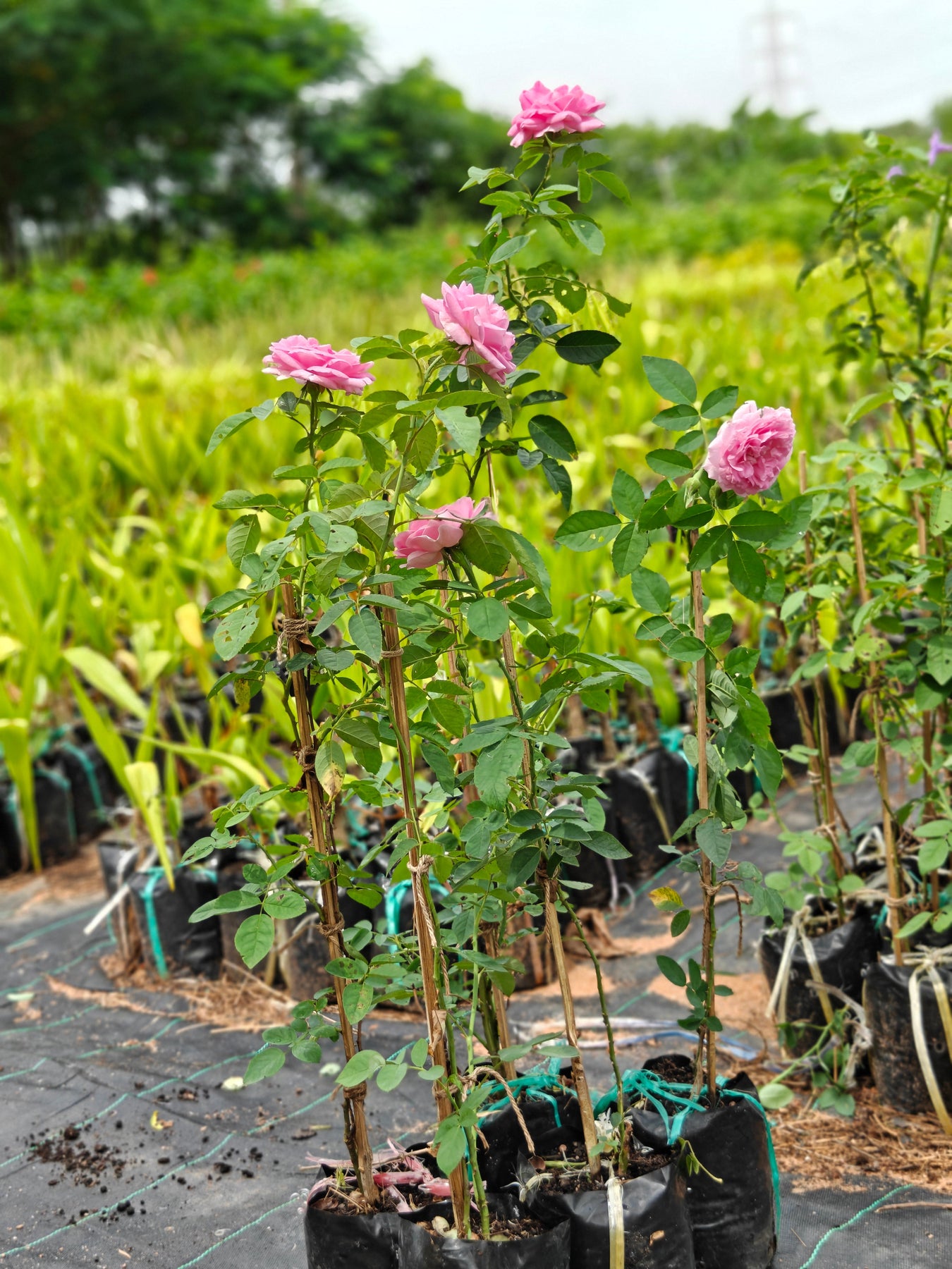 Rose Plants
