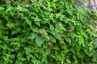 Mirabilis Jalapa