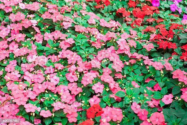 Impatiens Balsamina