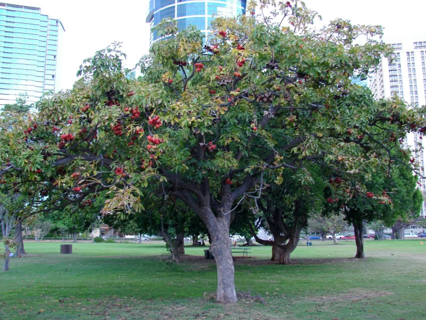 China Almond Tree 