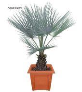 Brahea Armata Plants  Mexican Blue Palm