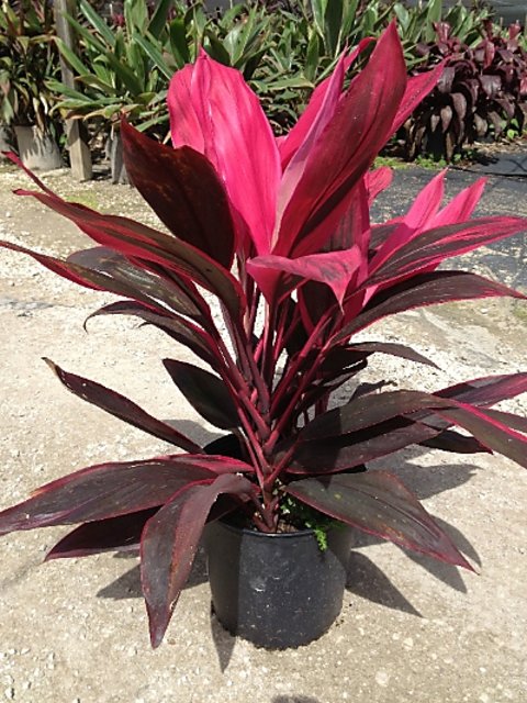 dracaena bebe Best Dracaena Baby Doll Plants Nurseries Near To Me Kadiyam India — Kadiyam Rajasri Nursery Exports