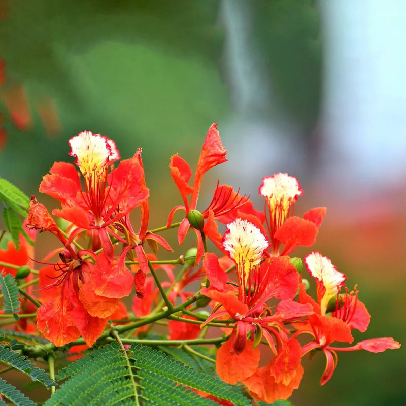 Delonix Regia Gulmohar