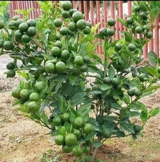 Malta Orange Fruit Plants
