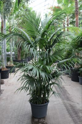 Kentia Palm