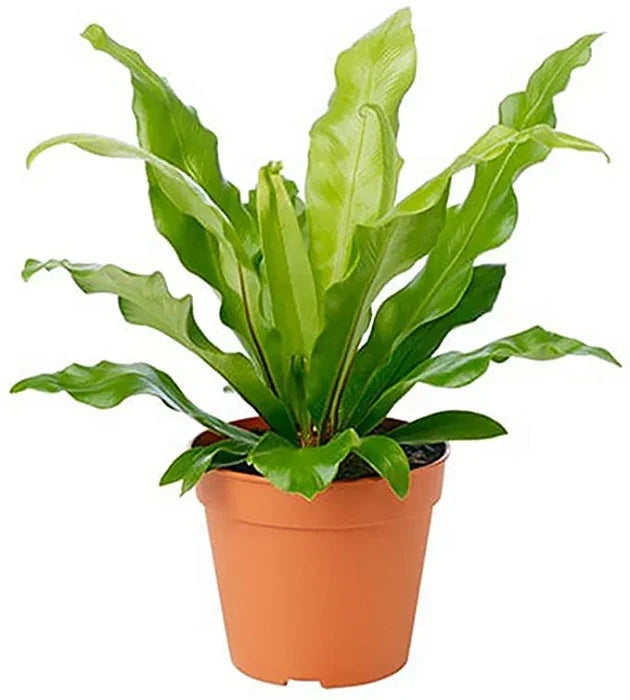 Asplenium Nidus Plant