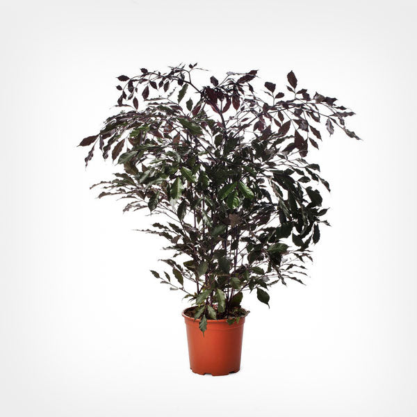 Leea Coccinea Burgundy