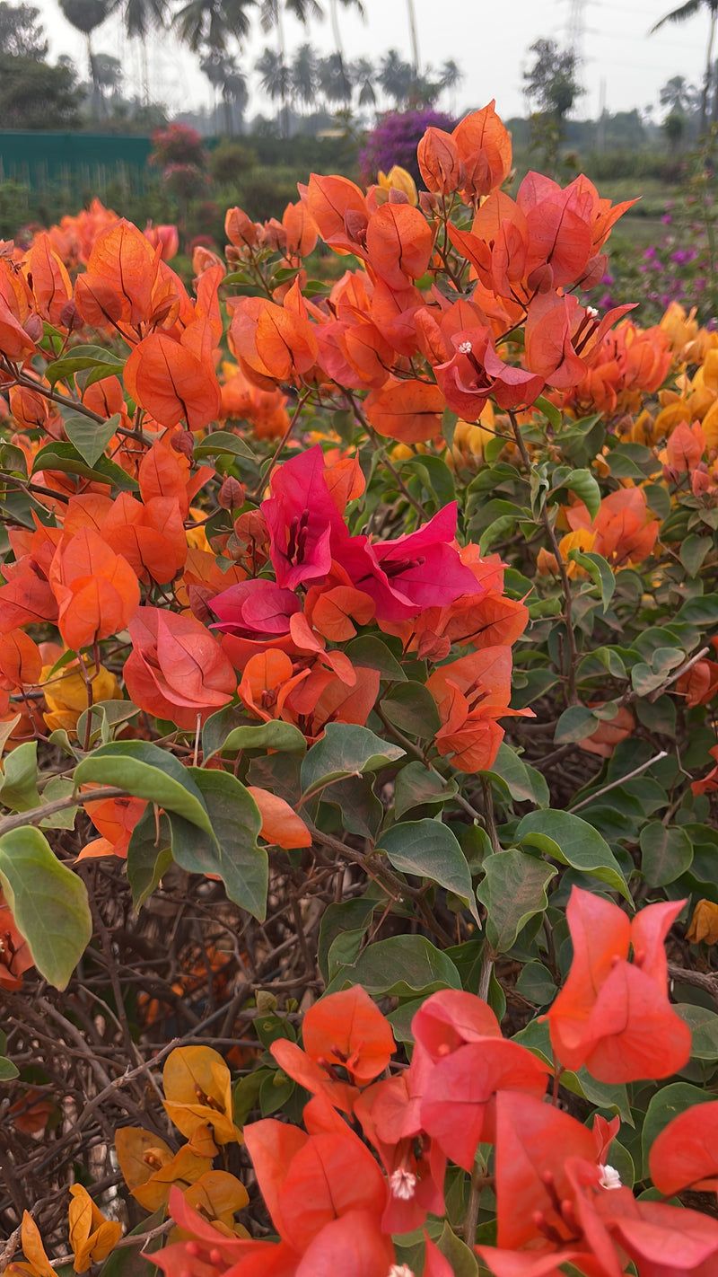 Bougainvillea