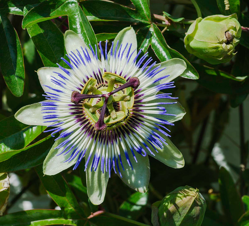 Passion Flower / Passiflora caerulea Plants