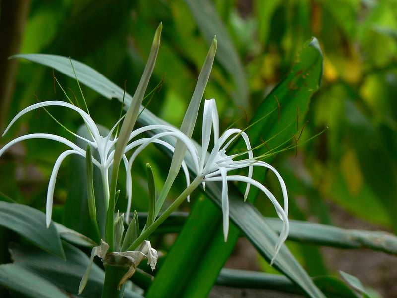 Hymenocallis littoralis / Spider Lily