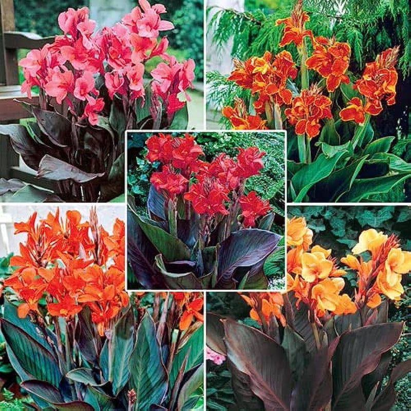 Canna Lily / Canna Plants