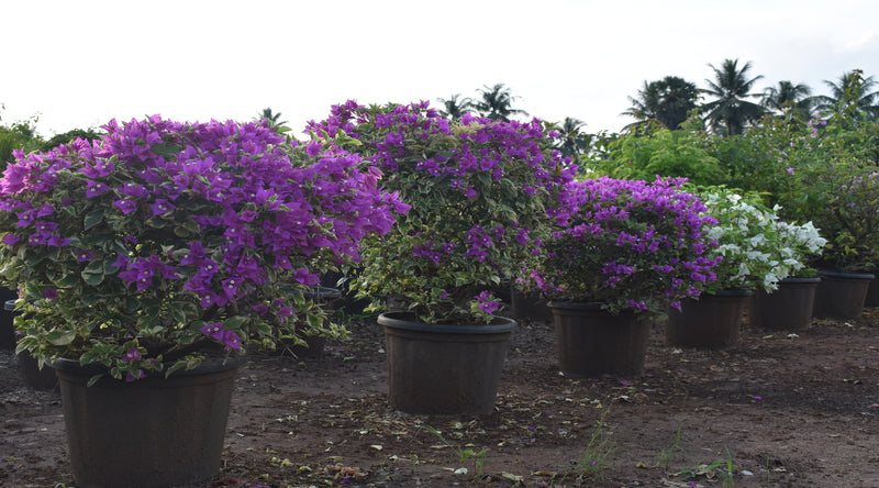 Bougainvillea