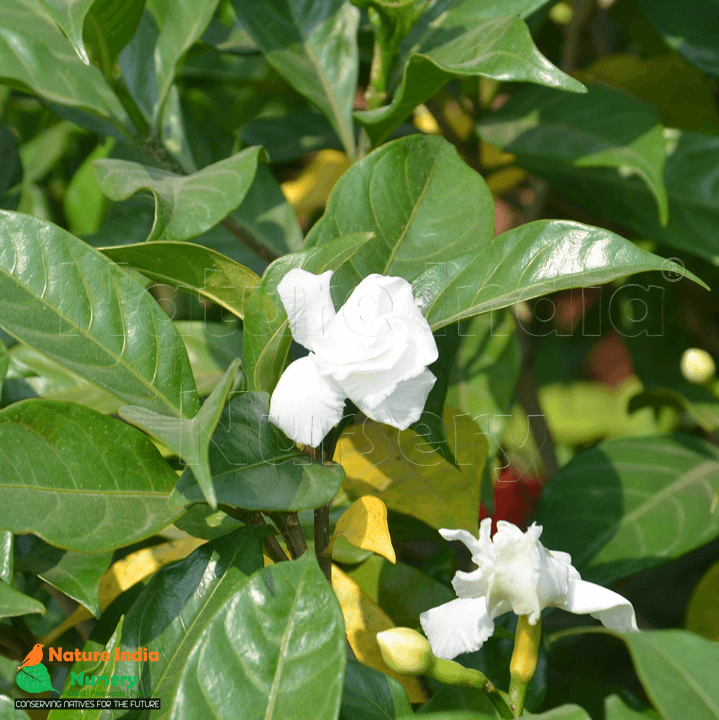 Tabernaemontana Plant / Nandivardanam