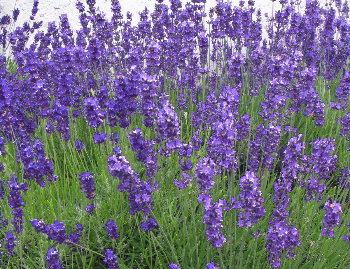 lavender flower in india Best Lavandula angustifolia Flower Plants In Kadiyam Nurseries Andhra Pradesh India — Kadiyam Rajasri Nursery Exports