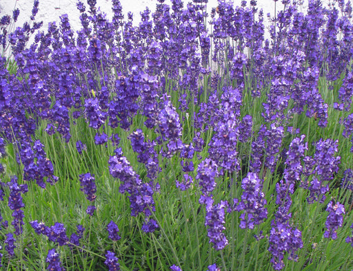 lavender plant in india Best Lavandula angustifolia Flower Plants In Kadiyam Nurseries Andhra Pradesh India — Kadiyam Rajasri Nursery Exports