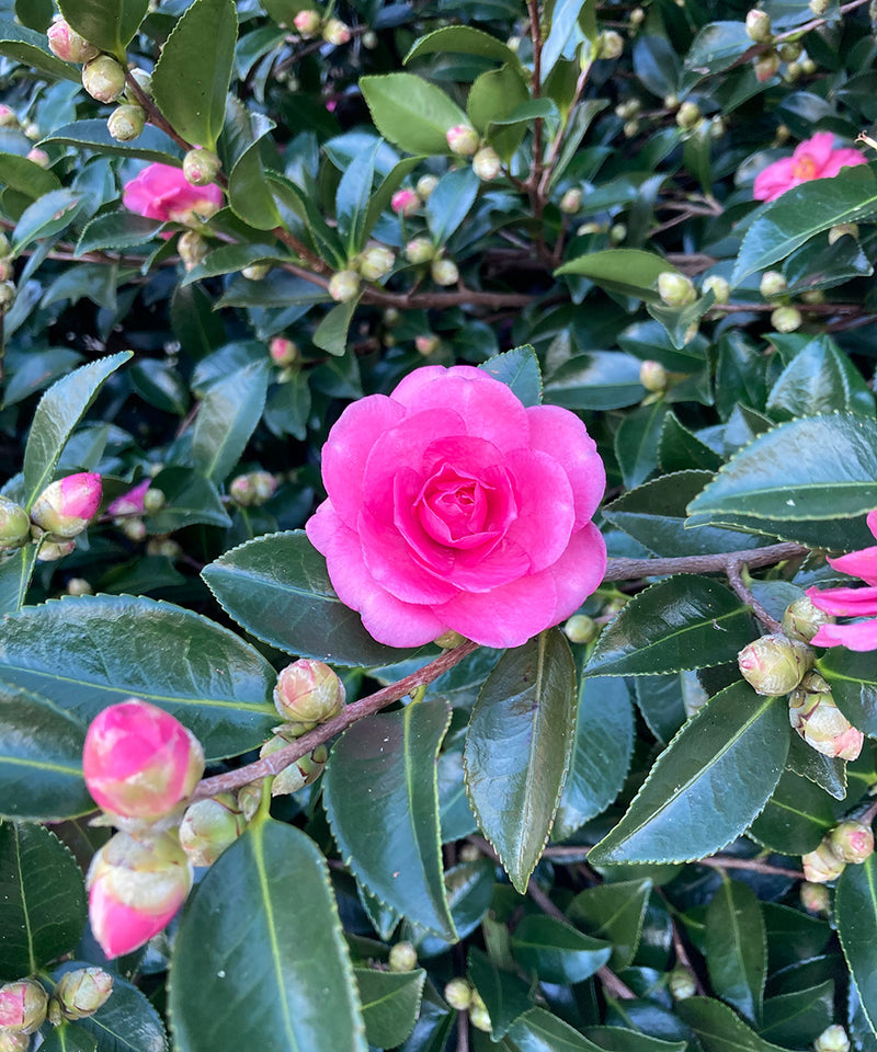Camellia  Camellia sasanqua Plants