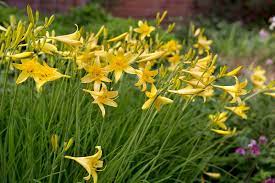 Hemerocallis Daylilies Plants