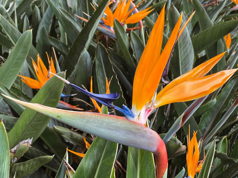 Bird of Paradise / Strelitzia