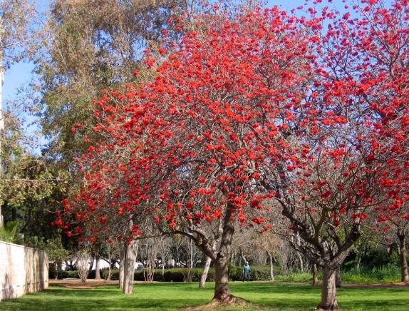Indian Coral Tree Erythrina Variegata