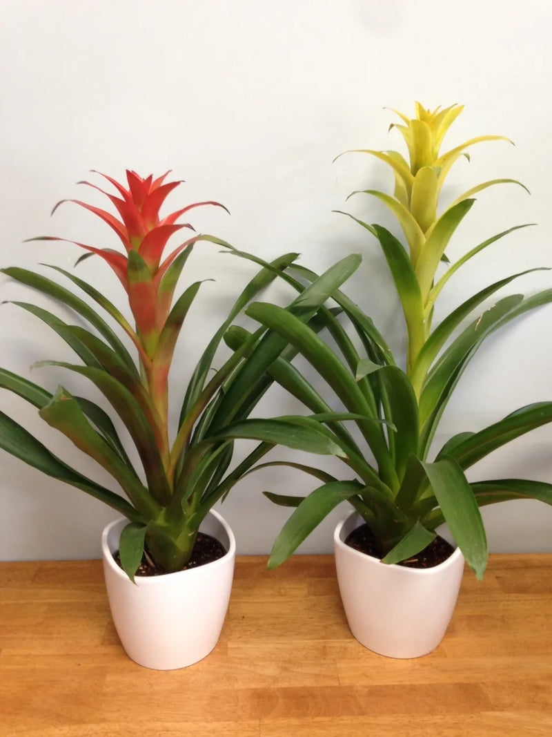 Bromeliaceae Plant