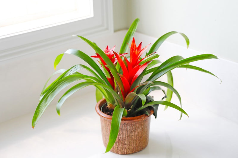 Bromeliaceae Plant