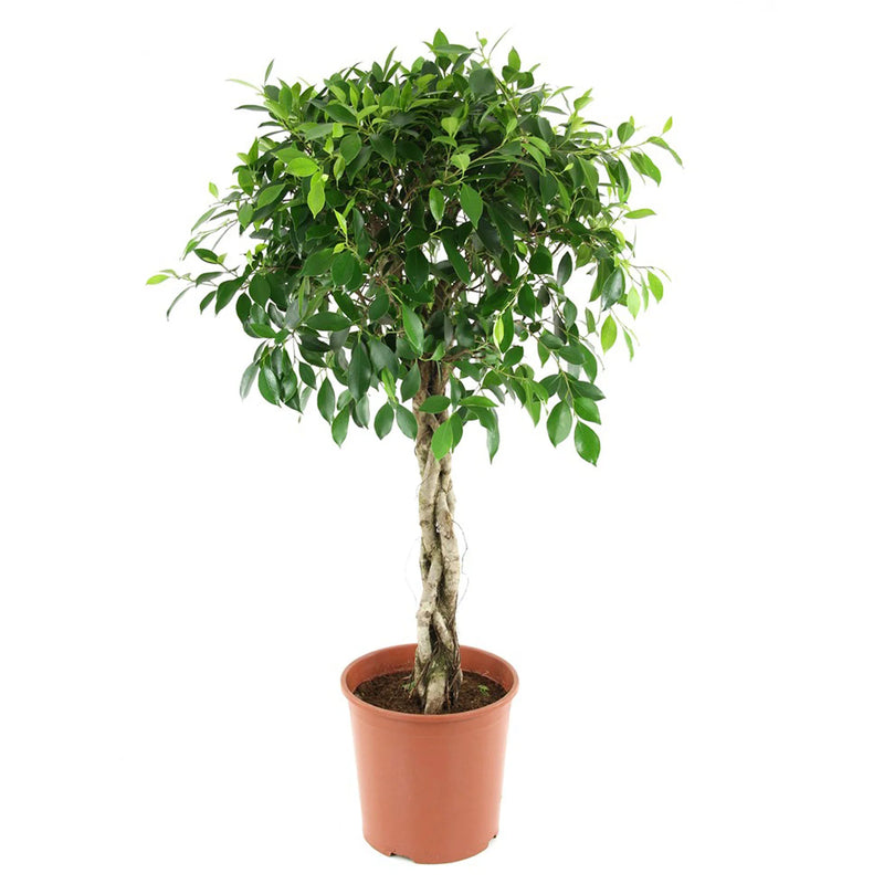 Ficus Benjamina