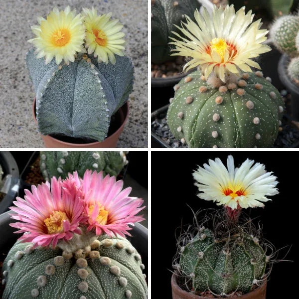 Astrophytum Cactus Plants