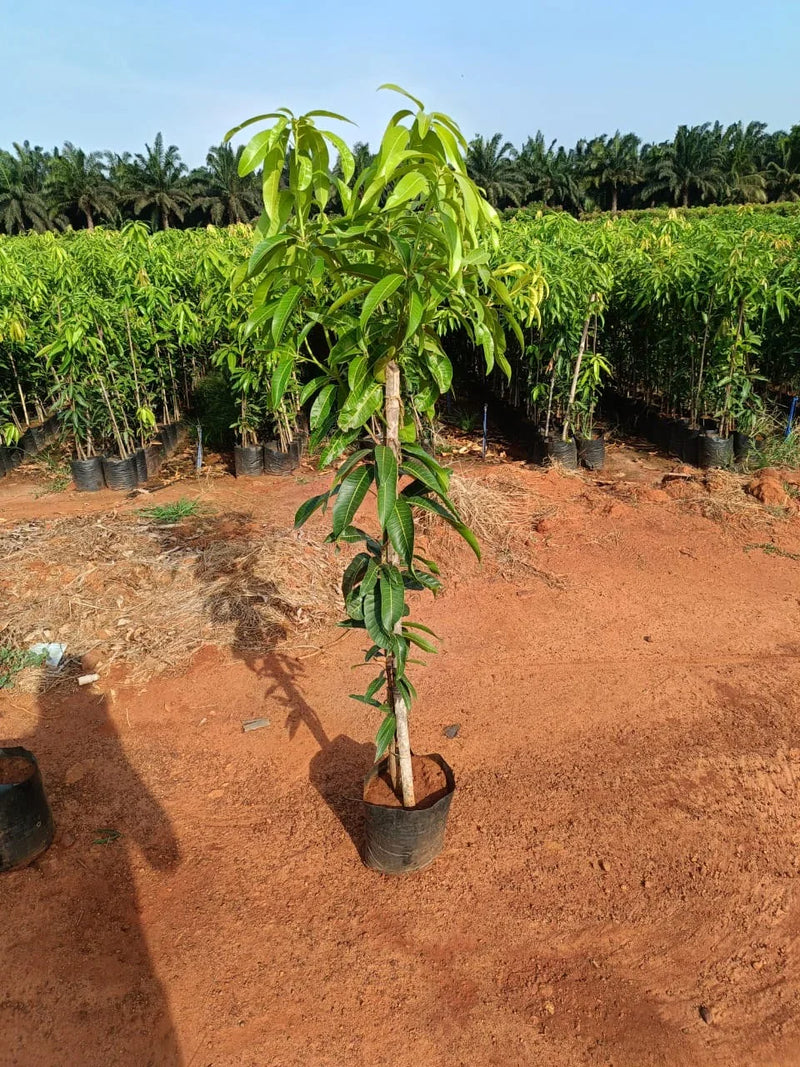 Banganapalli Mango Plants