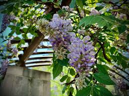 American Wisteria / Wisteria frutescens