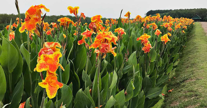 Canna Lily / Canna Plants