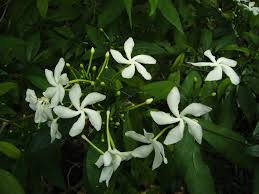 Tabernaemontana Plant / Nandivardanam