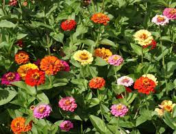 Zinnia Elegans