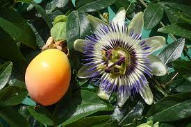 Passion Flower / Passiflora caerulea Plants