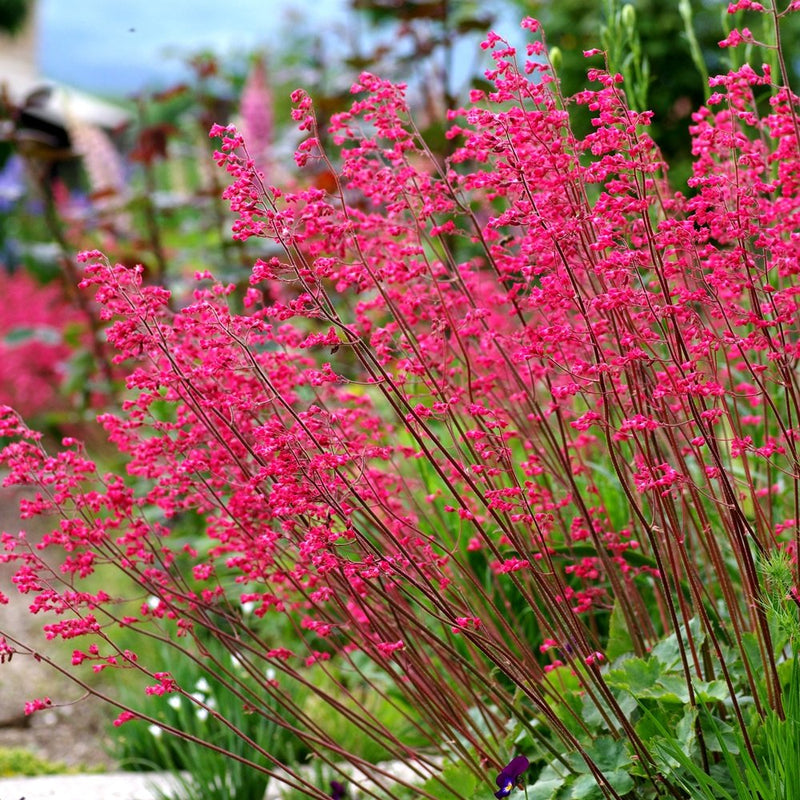 Heuchera sanguinea
