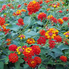 Lantana camara / Bigleaf Lantana Plants