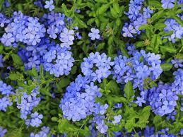 Cape Leadwort / Plumbago
