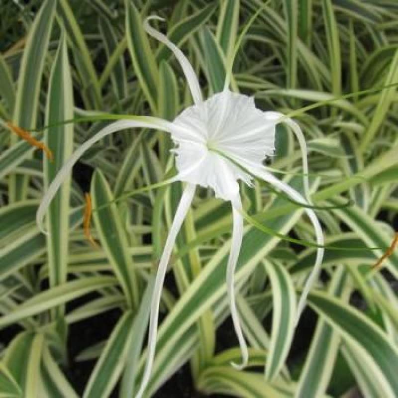 Hymenocallis littoralis / Spider Lily