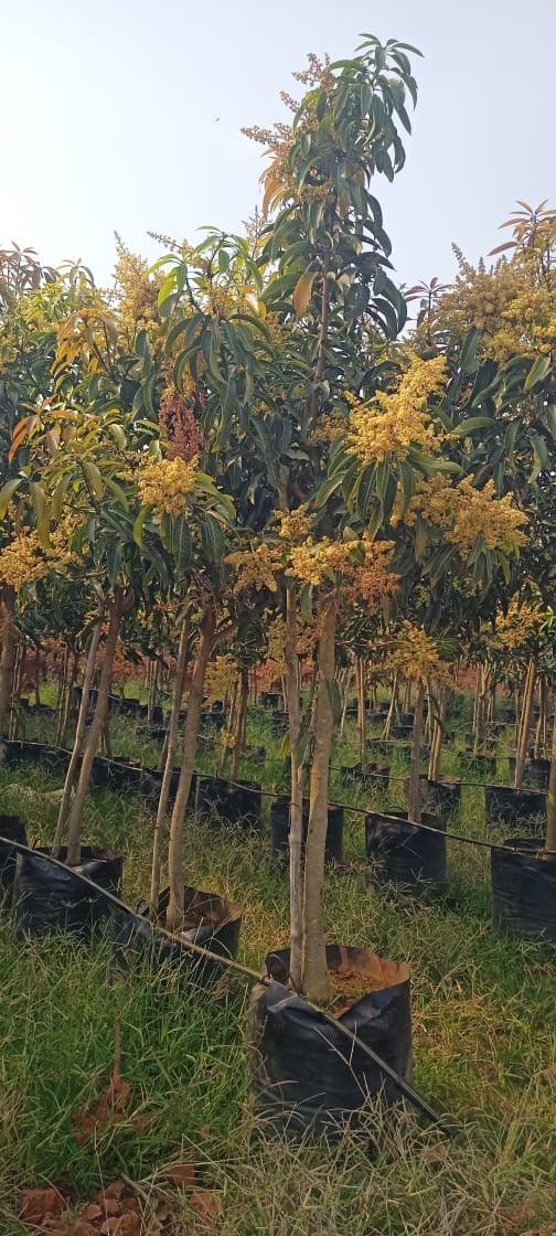 Banganapalli Mango Plants