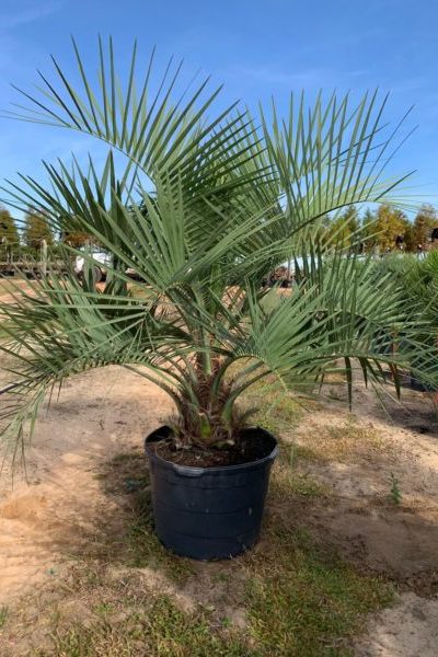 Pindo Palm