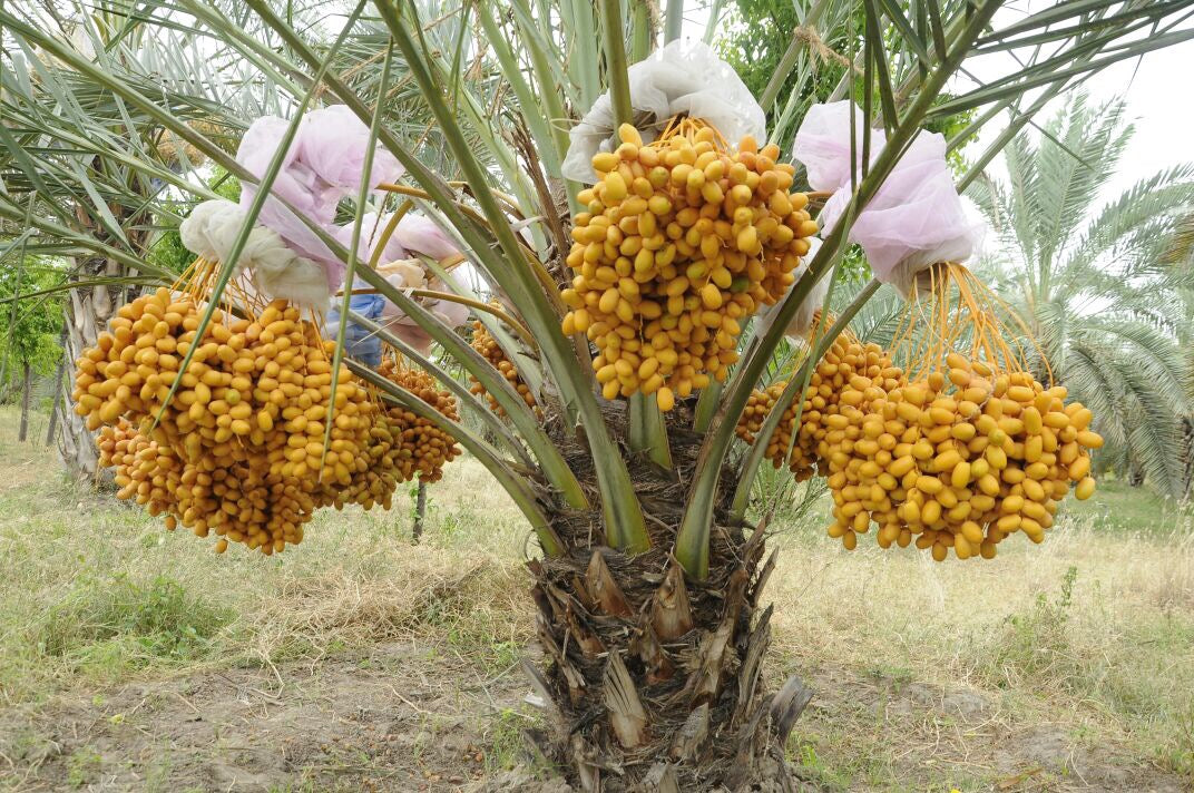 Date Palm PLants