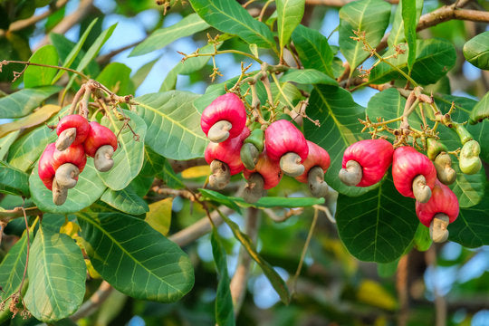 Cashew Nuts Plants