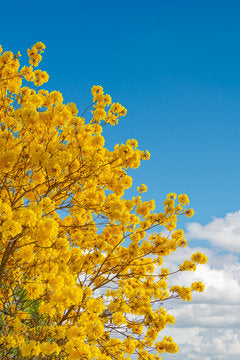 Silver Trumpet Tree Tabebuia aurea