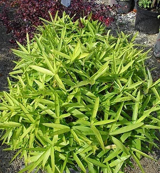 Arundinaria Pumila - Dwarf Bamboo Plant