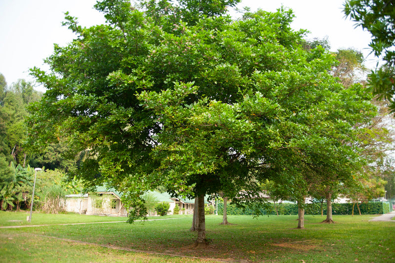Pongamia  Pinnata
