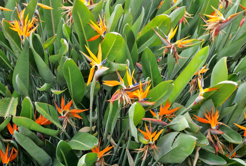Bird of Paradise / Strelitzia