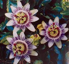 Passion Flower / Passiflora caerulea Plants