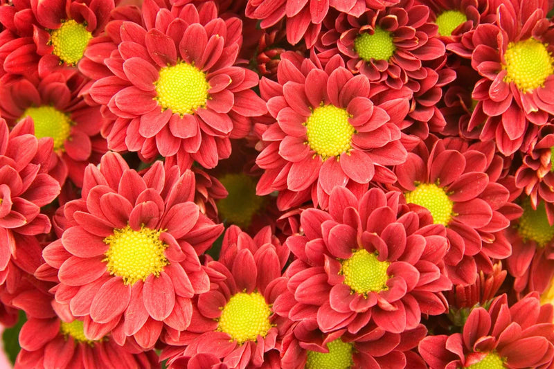Chrysanthemums / Chamanthi Plants
