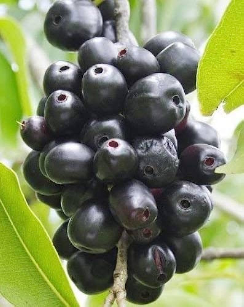 Jamun Syzygium cumini